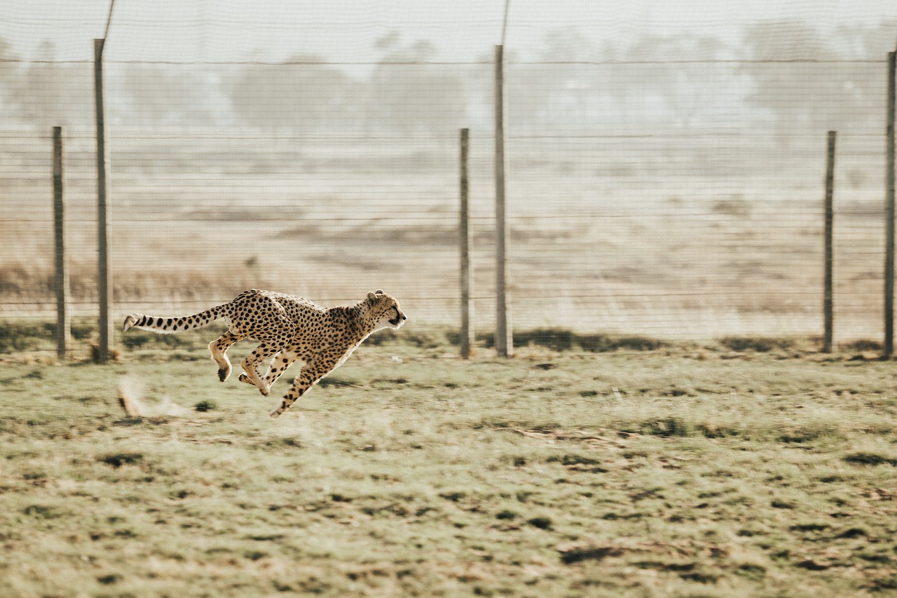 cheetah, animal, wildlife